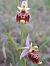Ophrys fuciflora subsp. druentica  - Emmanuel Cosson