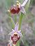 Ophrys fuciflora subsp. druentica  - Emmanuel Cosson