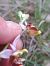 Ophrys fuciflora subsp. druentica  - Emmanuel Cosson
