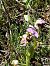 Ophrys splendida  - Alain Darmuzey