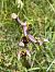 Ophrys apifera (Ophrys abeille) © Erwan Leherisse