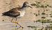 Wood Sandpiper  - Kacper Mikulski