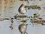 Wood Sandpiper  - Kacper Mikulski