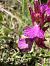 Anacamptis papilionacea  - Philippe Creuly