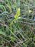 Platanthera sp. © Florent de Gasperis