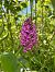 Anacamptis pyramidalis (Orchis pyramidal) © Clément Pignon