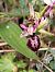 Ophrys catalaunica © Assumpta Molist