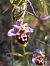 Ophrys fuciflora subsp. druentica  - Emmanuel Cosson