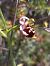 Ophrys fuciflora subsp. druentica  - Emmanuel Cosson