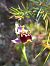 Ophrys fuciflora subsp. druentica  - Emmanuel Cosson
