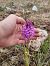 Anacamptis pyramidalis (Orchis pyramidal) © Guilhem Perez