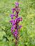 Orchis mascula 