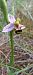 Ophrys apifera (Ophrys abeille) © Gerard Chassan