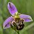 Ophrys apifera (Ophrys abeille) © Anselme Tourneur
