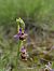 Ophrys fuciflora subsp. souchei  - Eric Detrez