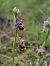 Ophrys fuciflora subsp. souchei  - Eric Detrez