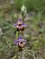 Ophrys fuciflora subsp. souchei  - Eric Detrez