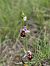 Ophrys fuciflora subsp. souchei  - Eric Detrez