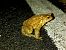 Erdkröte (Bufo bufo) © Erika Mero