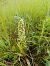 Himantoglossum hircinum (Orchis bouc) © Thomas Martineau