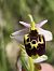 Ophrys fuciflora subsp. druentica  - Richard Fay