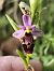 Ophrys fuciflora subsp. druentica  - Richard Fay
