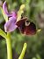 Ophrys fuciflora subsp. druentica  - Richard Fay