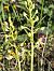 Platanthera muelleri  - Richard Fay
