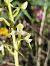 Platanthera muelleri  - Richard Fay