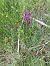 Anacamptis laxiflora © Guillem Bagaria