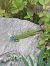 Eastern / Western Green Lizard  - Giulio Polo (FVG)