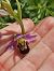 Ophrys apifera (Ophrys abeille) © Nina Scheibel
