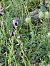 Ophrys bertolonii  - Antonio Mazzone