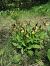 Cypripedium calceolus  - Jean Charles Poncet