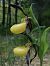 Cypripedium calceolus  - Jean Charles Poncet