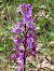 Orchis mascula © Antonio Mazzone