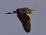 Airone rosso (Ardea purpurea) © Giacomo Rocca