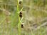 Ophrys insectifera  - Marie-Laure Miège
