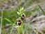 Ophrys insectifera (Ophrys mouche) © Marie-Laure Miège