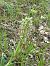 Himantoglossum hircinum © Antonio Mazzone
