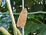 Noctua pronuba © Maria Rita Gelso