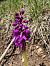 Orchis ovalis  - Olivier Chevillon