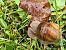 Helix pomatia © Fabrizio Florit (FVG)