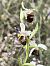 Ophrys fuciflora subsp. druentica  - Richard Fay