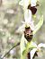 Ophrys fuciflora subsp. druentica  - Richard Fay