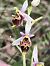 Ophrys fuciflora subsp. druentica  - Richard Fay