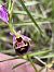 Ophrys fuciflora subsp. druentica  - Richard Fay