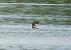 Combattente (Calidris pugnax) © Marco Cortemiglia