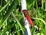 Crocothemis erythraea  - Mario Paloni