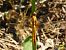 Crocothemis erythraea © Mario Paloni